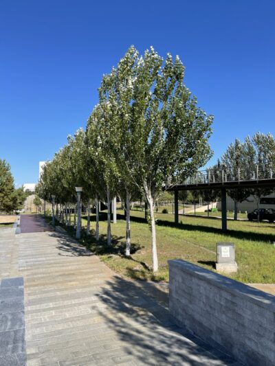 银中杨 (yín zhōng yáng) Populus alba × P. Berolinensis