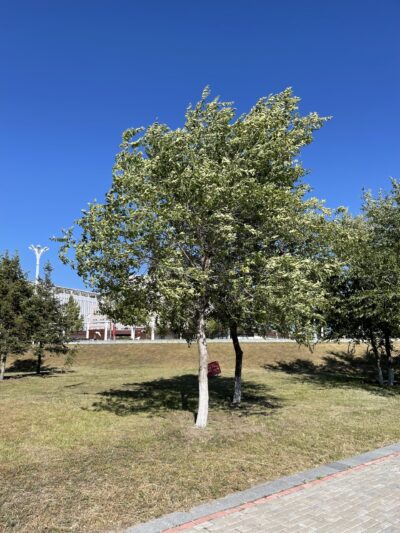榆树 (yú shù) Ulmus pumila L.