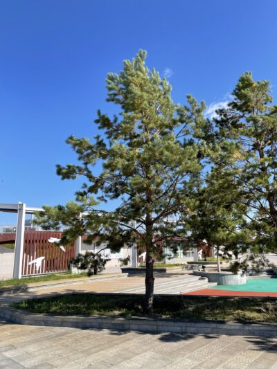 樟子松 (zhāng zǐ sōng) Pinus sylvestris var. mongolica Litv.
