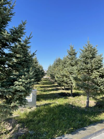 红皮云杉 (hóng pí yún shān) Picea koraiensis Nakai