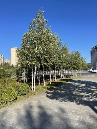 白桦 (bái huà) Betula platyphylla Suk.