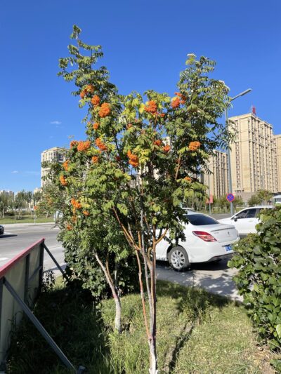 水榆花楸 (shuǐ yú huā qiū) Sorbus alnifolia (Sieb. et Zucc.) K. Koch