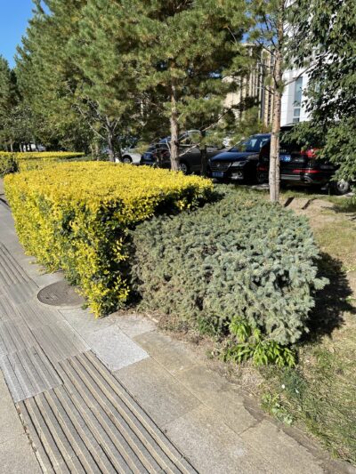 金叶榆 (jīn yè yú) Ulmus pumila 'Jinye'-苏凡-001-20220902