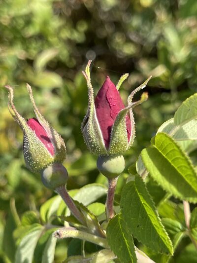 山刺玫 (shān cì méi) Rosa davurica Pall.