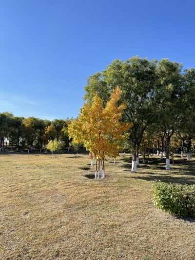 蒙古栎 (méng gǔ lì) Quercus mongolica Fischer ex Ledebour-苏凡-001-20220908