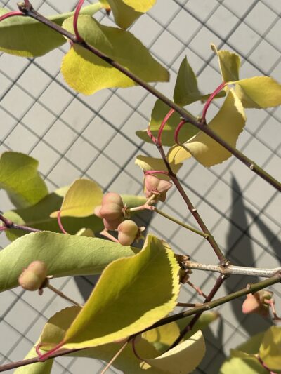 白杜 (bái dù) Euonymus maackii Rupr