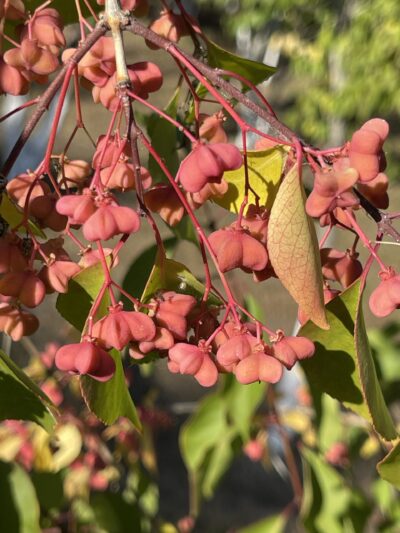白杜 (bái dù) Euonymus maackii Rupr