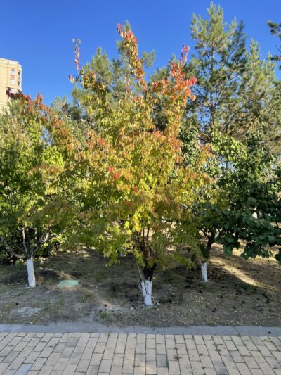 杏 (xìng) Prunus armeniaca L.-苏凡-001-20220908
