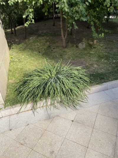 马蔺 (mǎ lìn) Iris lactea Pall.-苏凡-001-20220910