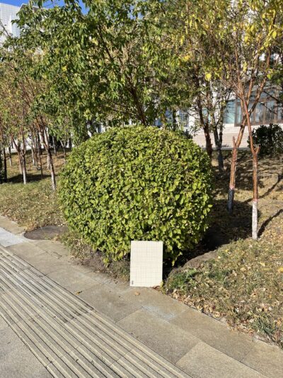 榆叶梅 (yú yè méi) Prunus triloba Lindl.-苏凡-001-20220911
