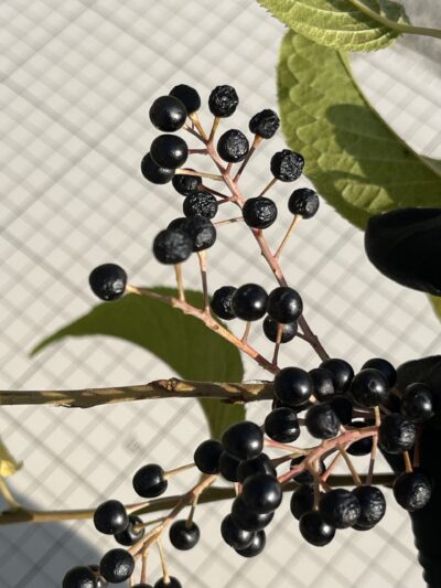 斑叶稠李 (bān yè chóu lǐ) Prunus maackii Rupr.-苏凡-001-20220911