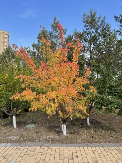 杏 (xìng) Prunus armeniaca L.-苏凡-001-20220911