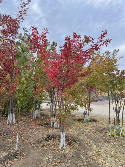 茶条槭 (chá tiáo qì) Acer tataricum subsp. ginnala (Maximowicz) Wesmael-苏凡-002-20220911