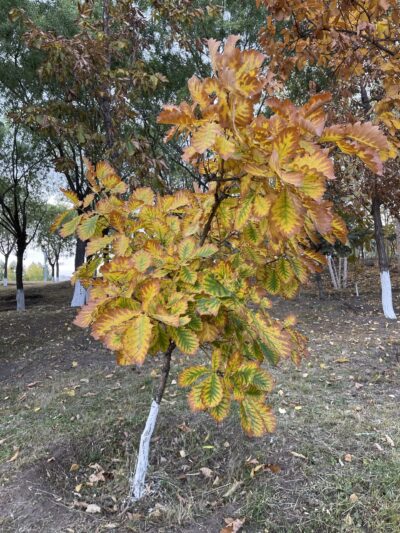 蒙古栎 (méng gǔ lì) Quercus mongolica Fischer ex Ledebour-苏凡-002-20220911