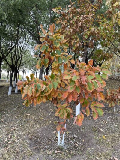 蒙古栎 (méng gǔ lì) Quercus mongolica Fischer ex Ledebour-苏凡-003-20220911