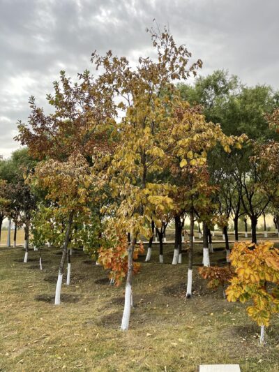蒙古栎 (méng gǔ lì) Quercus mongolica Fischer ex Ledebour