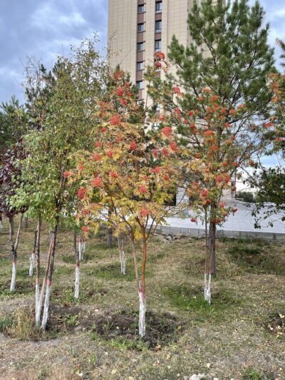 水榆花楸 (shuǐ yú huā qiū) Sorbus alnifolia (Sieb. et Zucc.) K. Koch