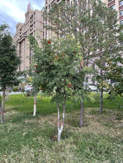水榆花楸 (shuǐ yú huā qiū) Sorbus alnifolia (Sieb. et Zucc.) K. Koch