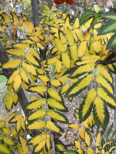 水榆花楸 (shuǐ yú huā qiū) Sorbus alnifolia (Sieb. et Zucc.) K. Koch