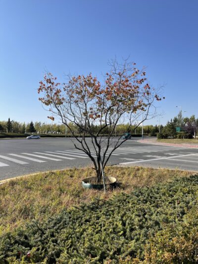 山荆子 (shān jīng zǐ) Malus baccata (L.) Borkh.
