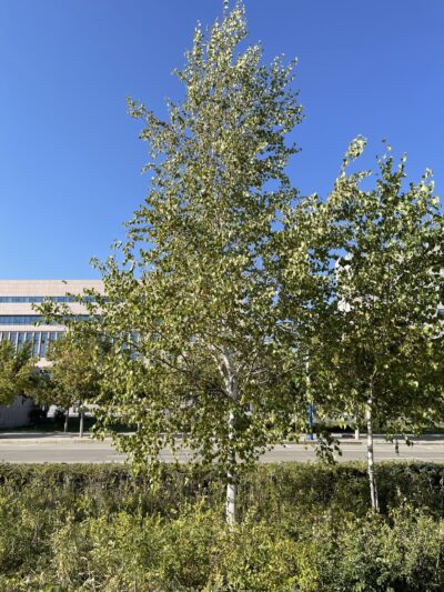 白桦 (bái huà) Betula platyphylla Suk.