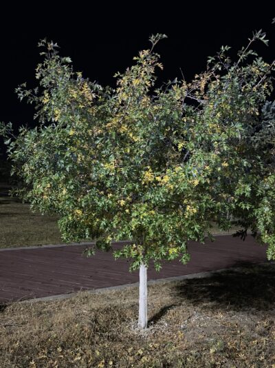 山楂 (shān zhā) Crataegus pinnatifida Bge.-苏凡-001-20220913