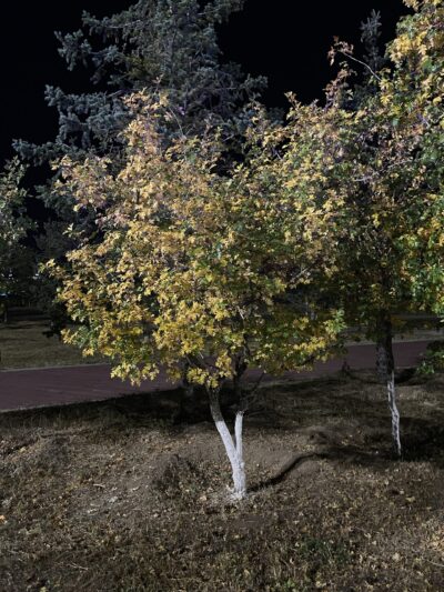 山楂 (shān zhā) Crataegus pinnatifida Bge.-苏凡-002-20220913