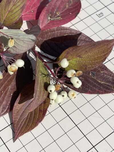 红瑞木 (hóng ruì mù) Cornus alba Linnaeus