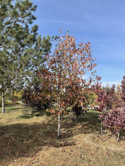 稠李 (chóu lǐ) Prunus padus L.