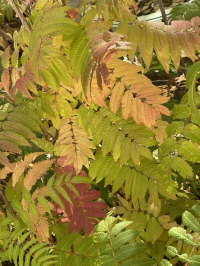 珍珠梅 (zhēn zhū méi) Sorbaria sorbifolia (L.) A. Br.