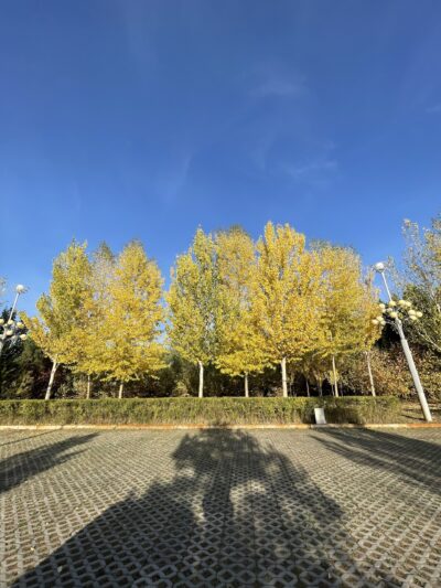 银中杨 (yín zhōng yáng) Populus alba × P. Berolinensis