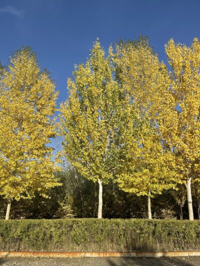 银中杨 (yín zhōng yáng) Populus alba × P. Berolinensis