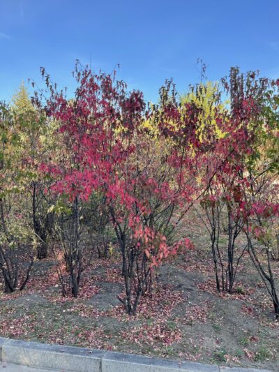 茶条槭 (chá tiáo qì) Acer tataricum subsp. ginnala (Maximowicz) Wesmael