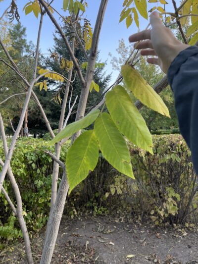 胡桃楸 (hú táo qiū) Juglans mandshurica Maxim.- 苏凡-001-20220915