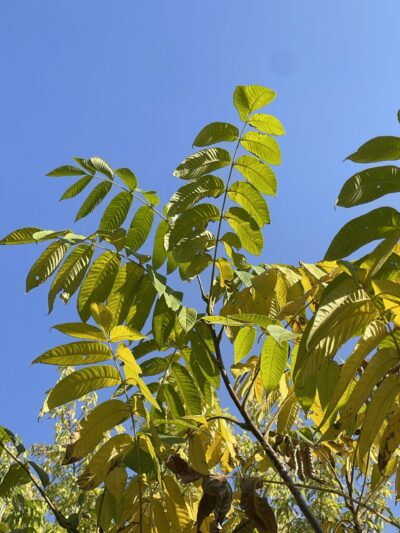 胡桃楸 (hú táo qiū) Juglans mandshurica Maxim.-苏凡-001-20220916