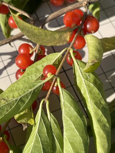 金银忍冬 (jīn yín rěn dōng) Lonicera maackii (Rupr.) Maxim.