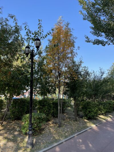 水榆花楸 (shuǐ yú huā qiū) Sorbus alnifolia (Sieb. et Zucc.) K. Koch