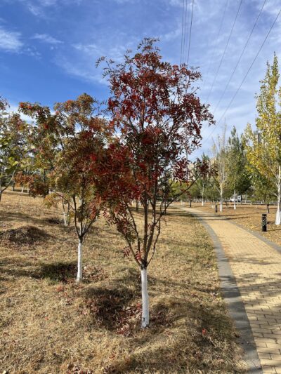 水榆花楸 (shuǐ yú huā qiū) Sorbus alnifolia (Sieb. et Zucc.) K. Koch