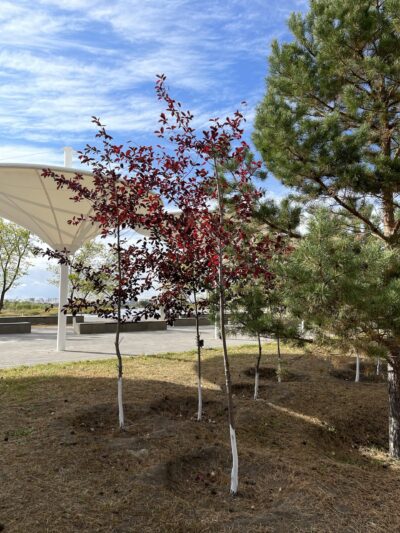 紫叶李 (zǐ yè lǐ) Prunus cerasifera 'Atropurpurea'