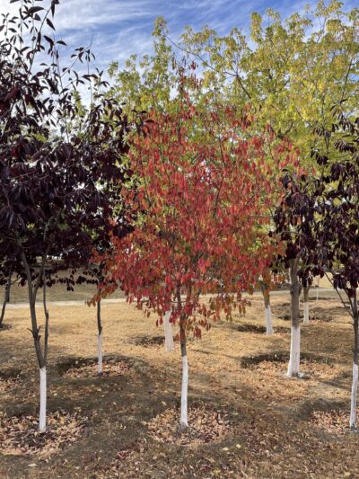 稠李 (chóu lǐ) Prunus padus L.