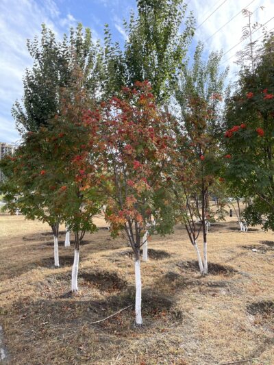 水榆花楸 (shuǐ yú huā qiū) Sorbus alnifolia (Sieb. et Zucc.) K. Koch
