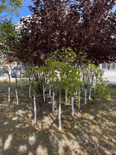 元宝槭 (yuán bǎo qì) Acer truncatum Bunge