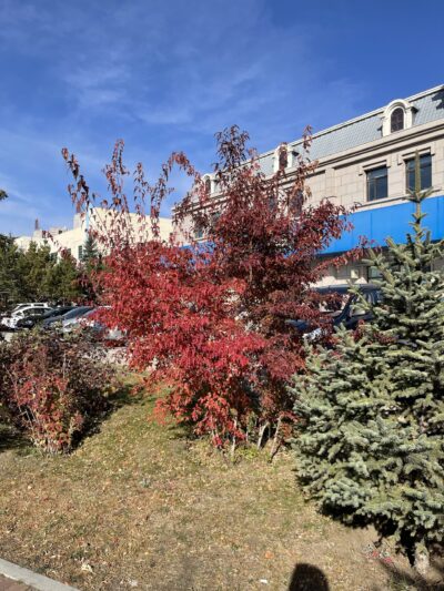 茶条槭 (chá tiáo qì) Acer tataricum subsp. ginnala (Maximowicz) Wesmael