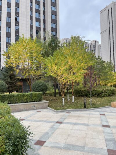 斑叶稠李 (bān yè chóu lǐ) Prunus maackii Rupr.