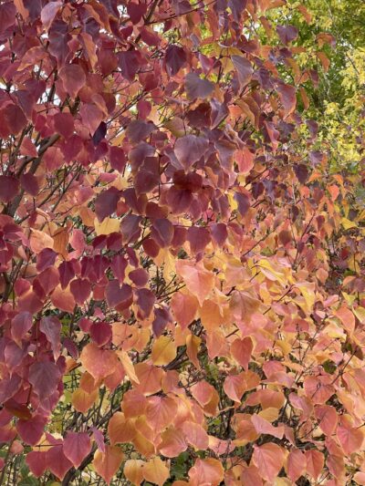 紫丁香 (zǐ dīng xiāng) Syringa oblata Lindl.