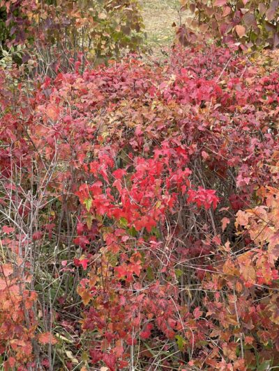 茶条槭 (chá tiáo qì) Acer tataricum subsp. ginnala (Maximowicz) Wesmael