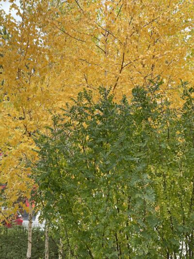树锦鸡儿(shù jǐn jī ér)Caragana arborescens lam. & 白桦(bái huà)Betula platyphylla Suk.