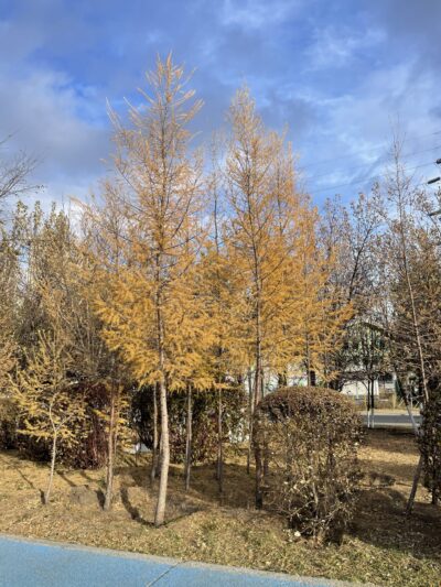 落叶松 (luò yè sōng) Larix gmelinii (Ruprecht) Kuzeneva-苏凡-001-20221021