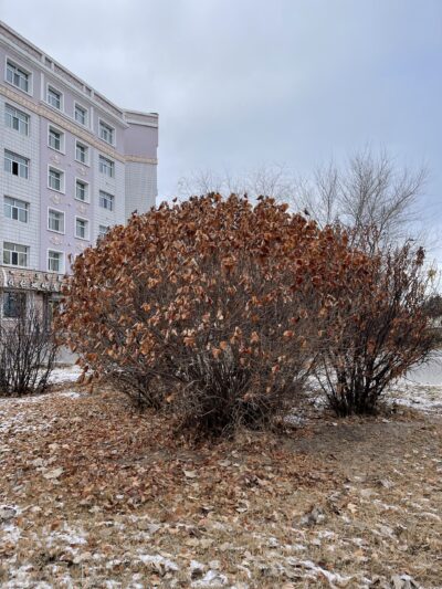 紫丁香 (zǐ dīng xiāng) Syringa oblata Lindl.