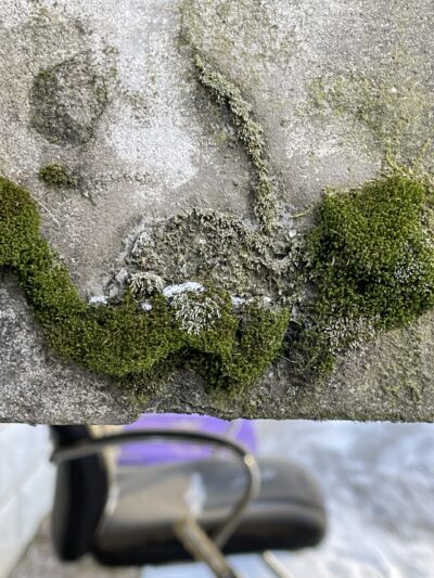 葫芦藓（hú lu xiǎn）Funaria hygrometrica Hedw.